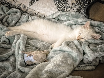 Sleeping white kitten on soft grey blanket with toy