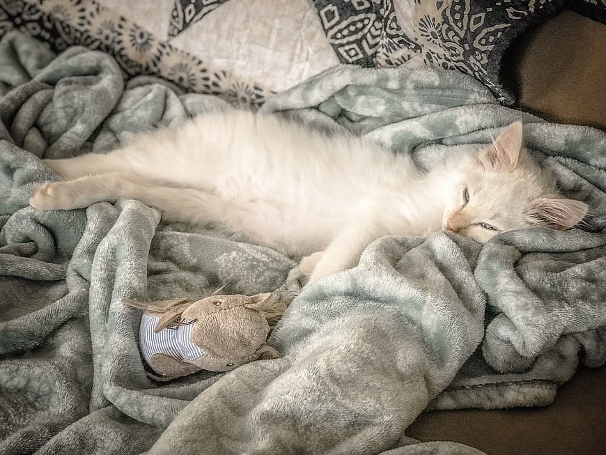 Sleeping white kitten on soft grey blanket with toy