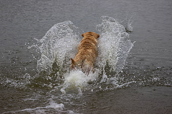 Golden Retriever Splashing in Lake Water