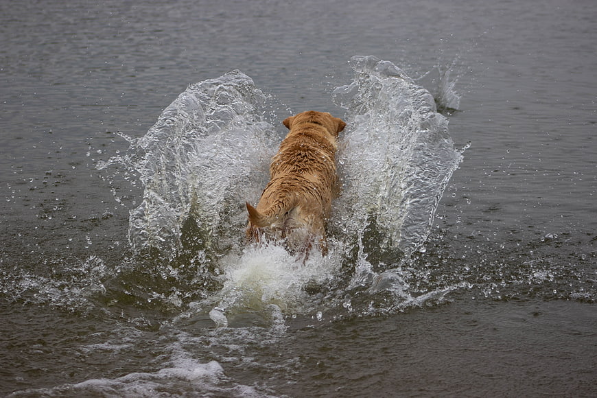 Golden Retriever Splashing in Lake Water