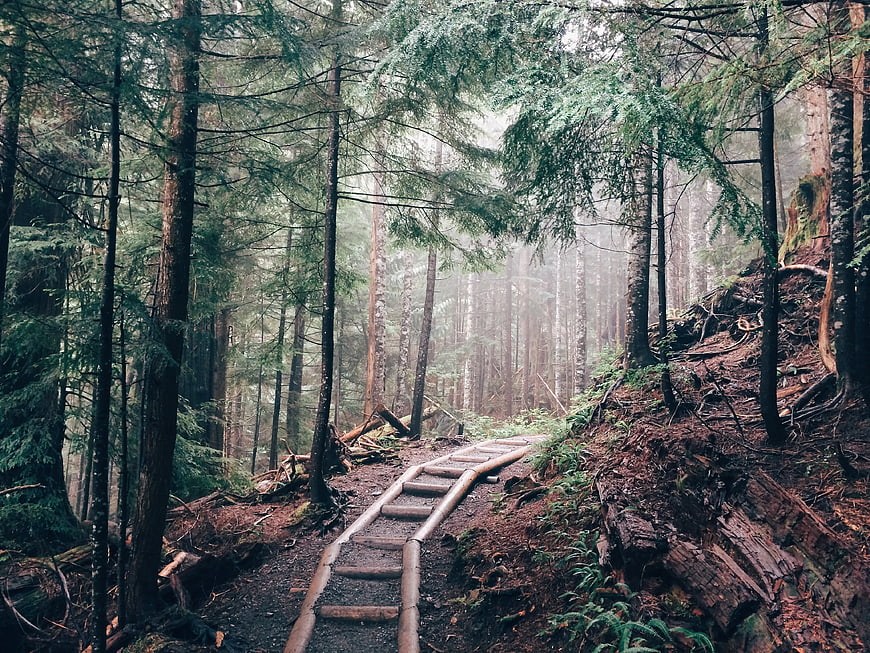 Misty Forest Pathway with Wooden Steps