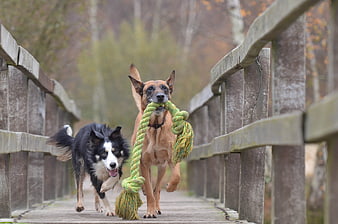 Two dogs running on wooden bridge with rope toy