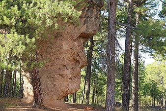 Natural rock formation resembling a face in pine forest