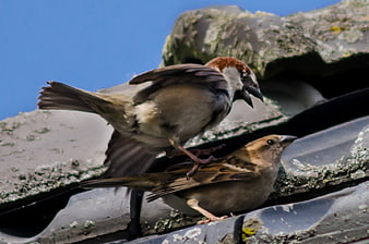 Two sparrows mating on a mossy roof tile