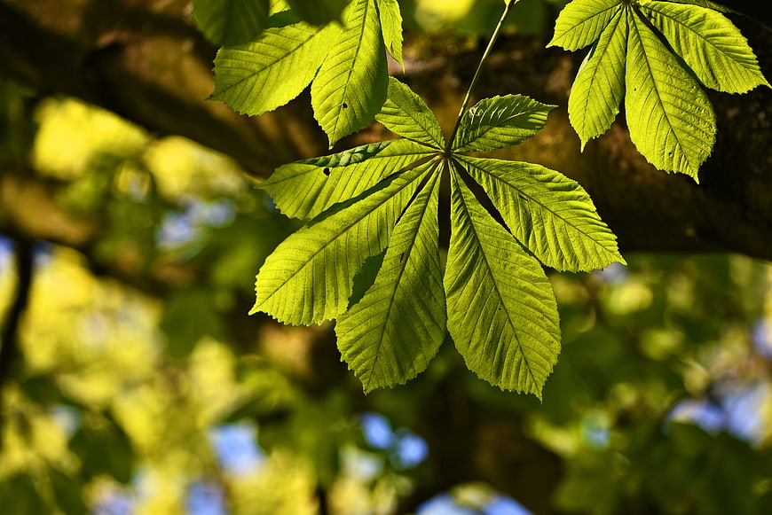 Sunlit chestnut leaves with detailed veins against blurred background