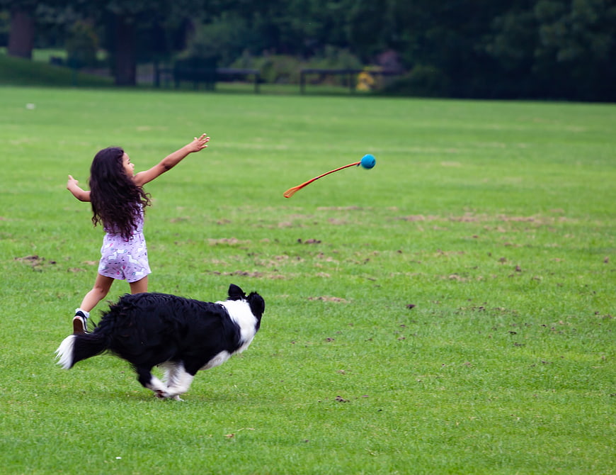 Little girl throwing ball for black and white dog in park
