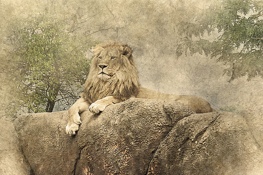 Vintage textured male lion resting on a rock
