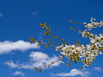 White Blossoms on Branch Against Blue Sky