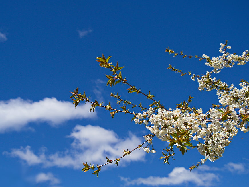 White Blossoms on Branch Against Blue Sky