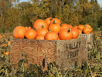 Fresh orange pumpkins in wooden crates at autumn farm