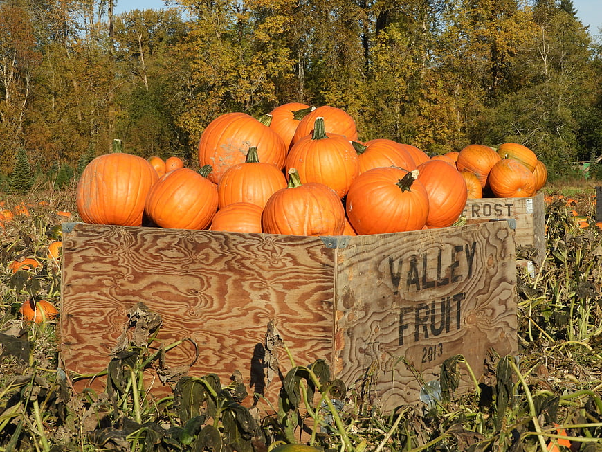 Fresh orange pumpkins in wooden crates at autumn farm