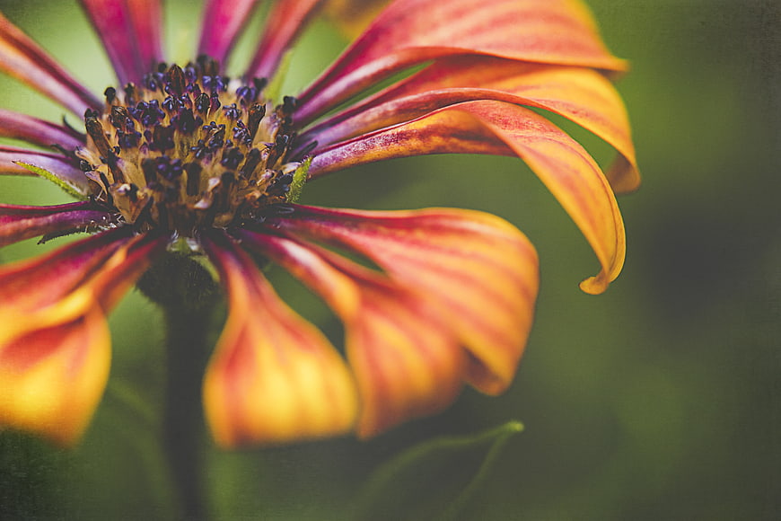 Close-up of vibrant orange and purple striped flower petals