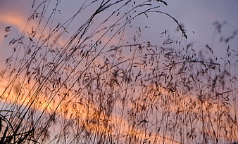 Silhouette of tall grass against a colorful sunset sky