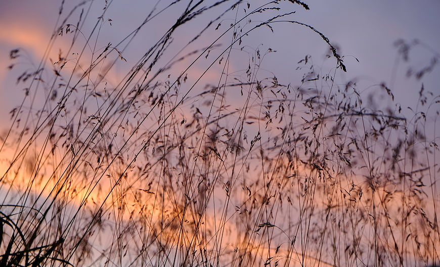 Silhouette of tall grass against a colorful sunset sky