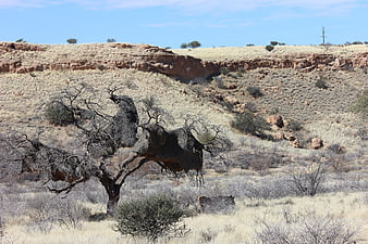 Desert tree with massive weaver bird nests in Namibia