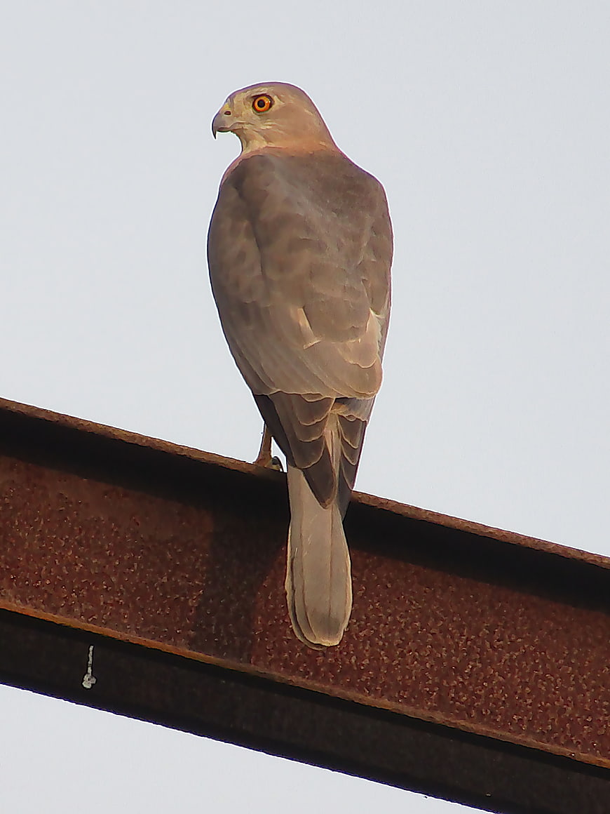 Shikra bird perched on rusty metal beam
