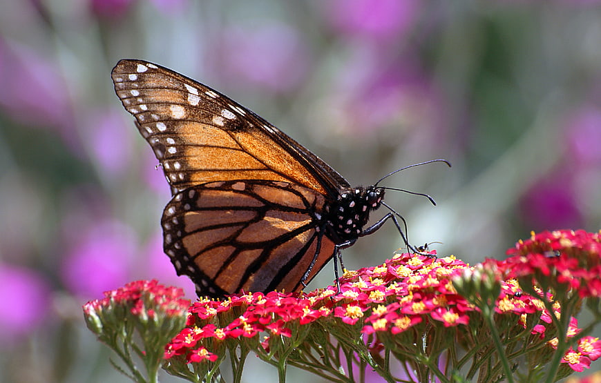 Monarch Butterfly on Red Yarrow Flowers