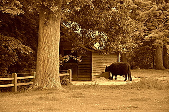 Black cow feeding on hay in a rustic wooden barn shed