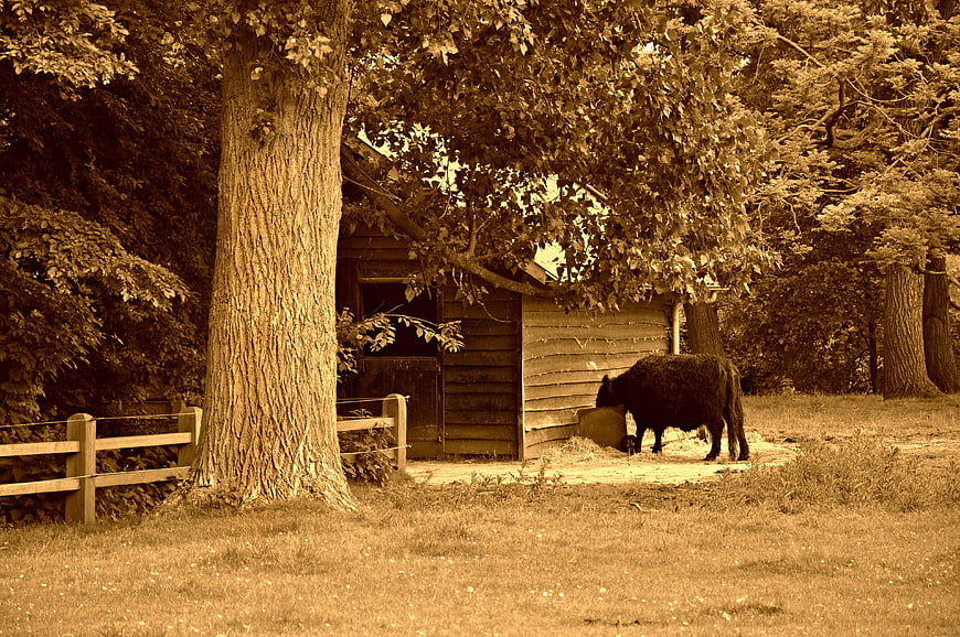 Black cow feeding on hay in a rustic wooden barn shed