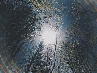 Sunlight shining through forest canopy with lens flare