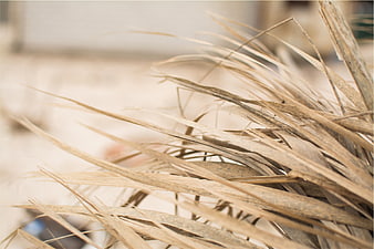 Close-up of dried wheat stalks with soft focus background