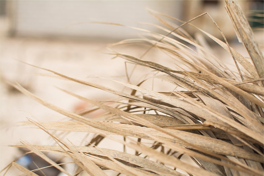 Close-up of dried wheat stalks with soft focus background