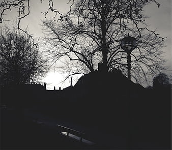 Silhouette of bare trees and lamp post in winter park