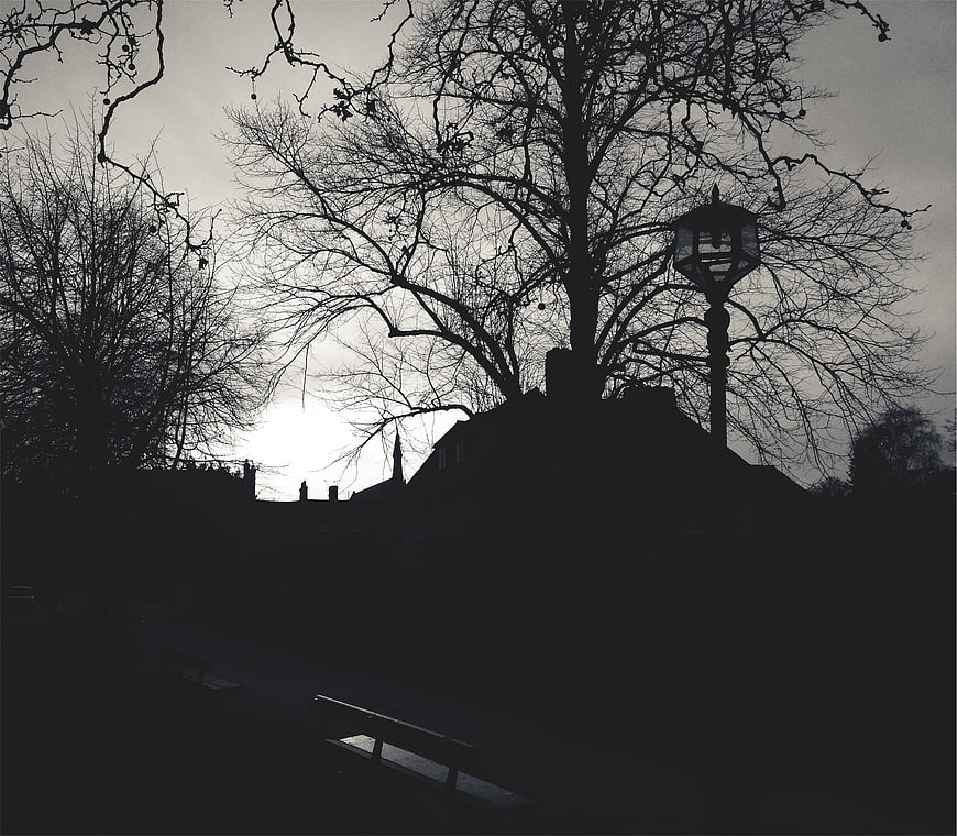 Silhouette of bare trees and lamp post in winter park