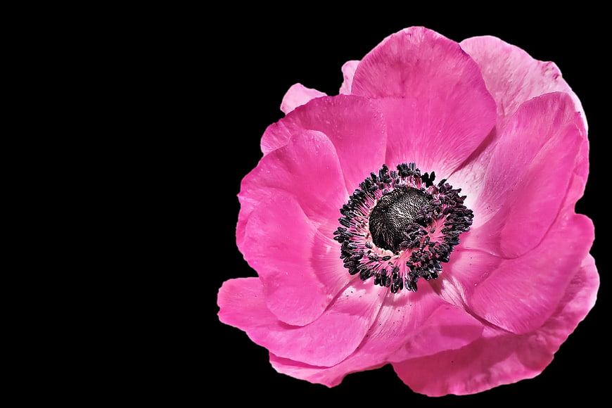 Vibrant Pink Anemone Flower on Black Background