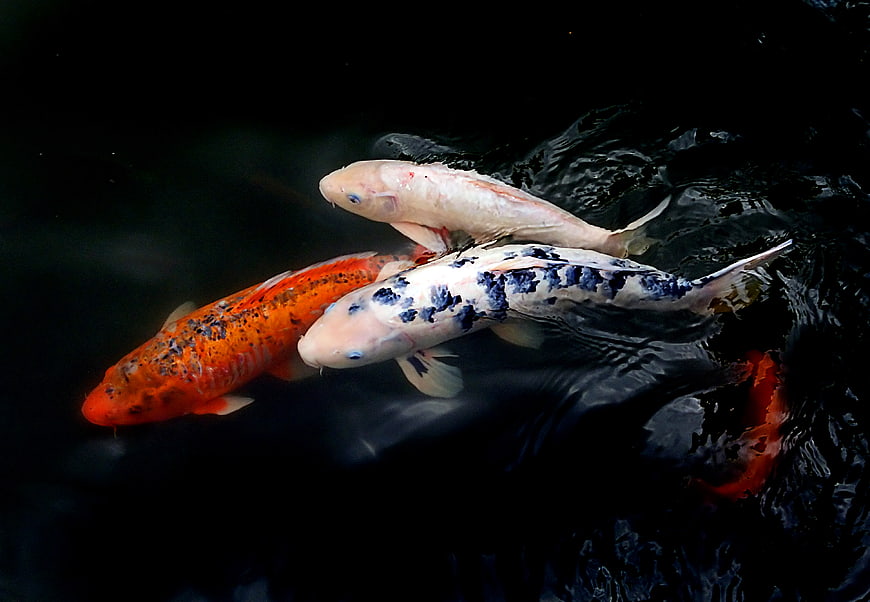 Colorful Koi Fish Swimming in Dark Pond Water