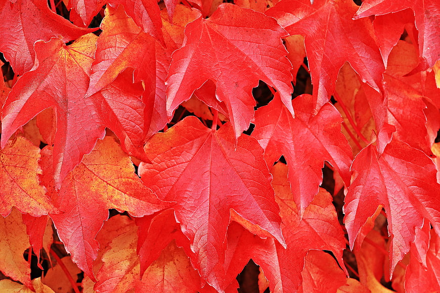 Vibrant Red Autumn Leaves Close-Up Texture
