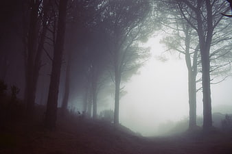 Misty Forest Path with Tall Trees in Foggy Landscape