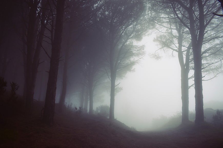 Misty Forest Path with Tall Trees in Foggy Landscape
