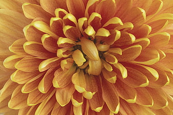 Close-up of vibrant orange and yellow chrysanthemum flower petals