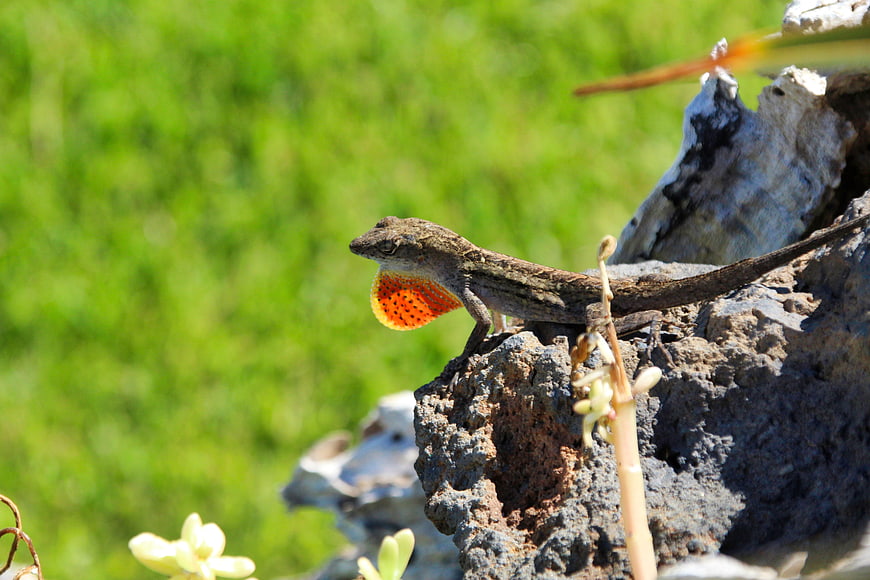 Anole Lizard with Orange Throat Fan on Rock