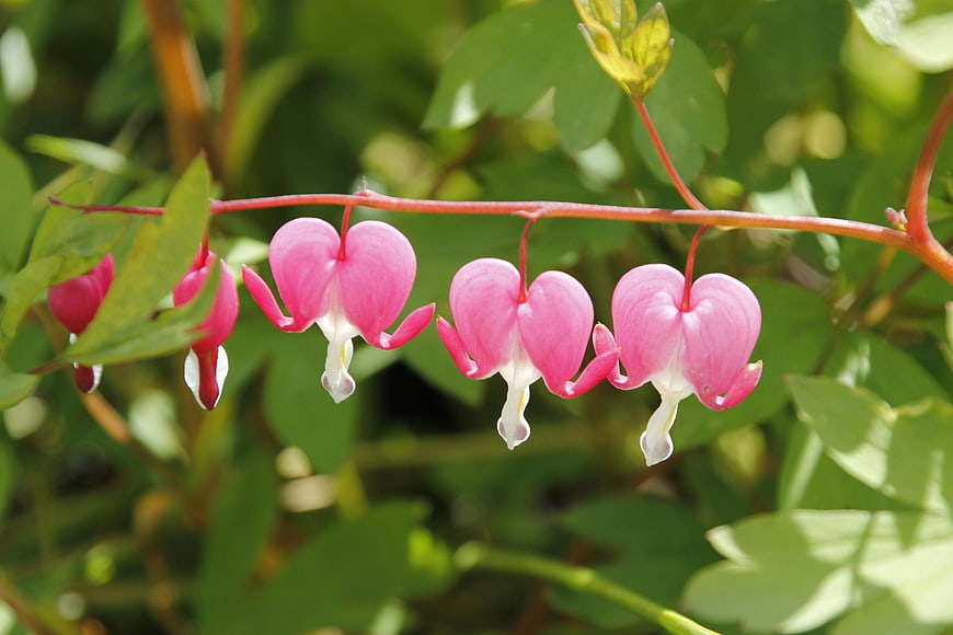 Pink Bleeding Heart Flowers Hanging on a Stem