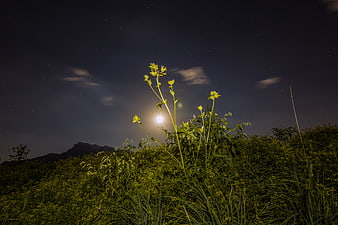 Yellow wildflowers illuminated by moonlight under a starry night sky