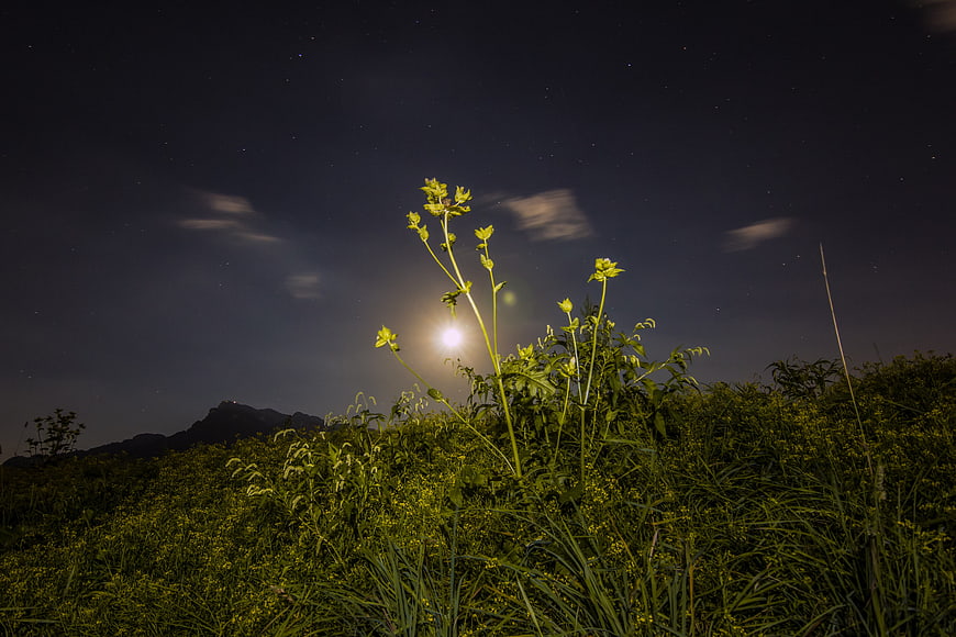 Yellow wildflowers illuminated by moonlight under a starry night sky