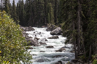 Rushing Mountain River Through Dense Pine Forest