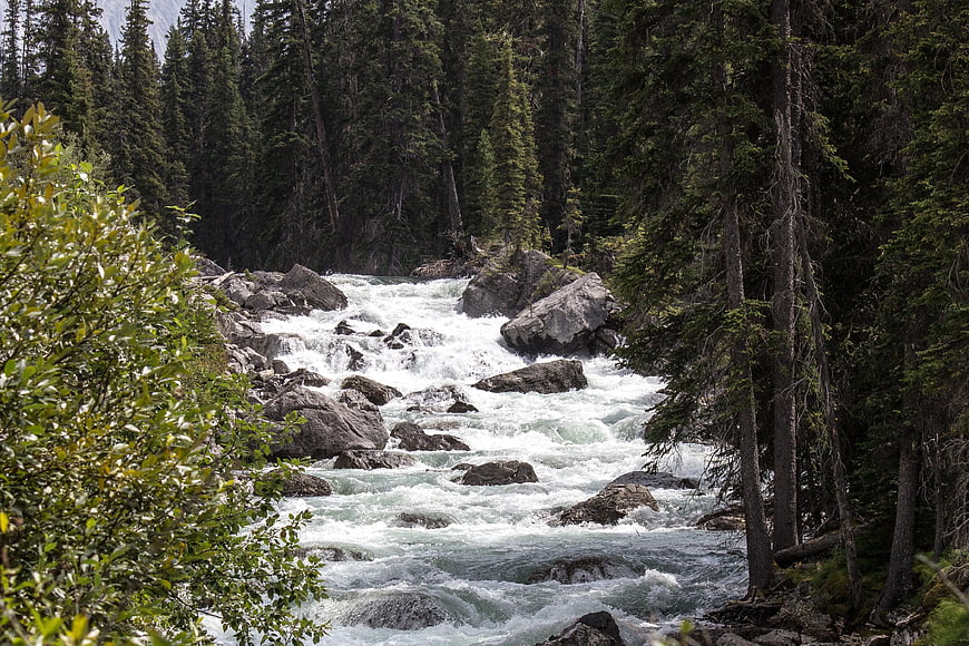 Rushing Mountain River Through Dense Pine Forest