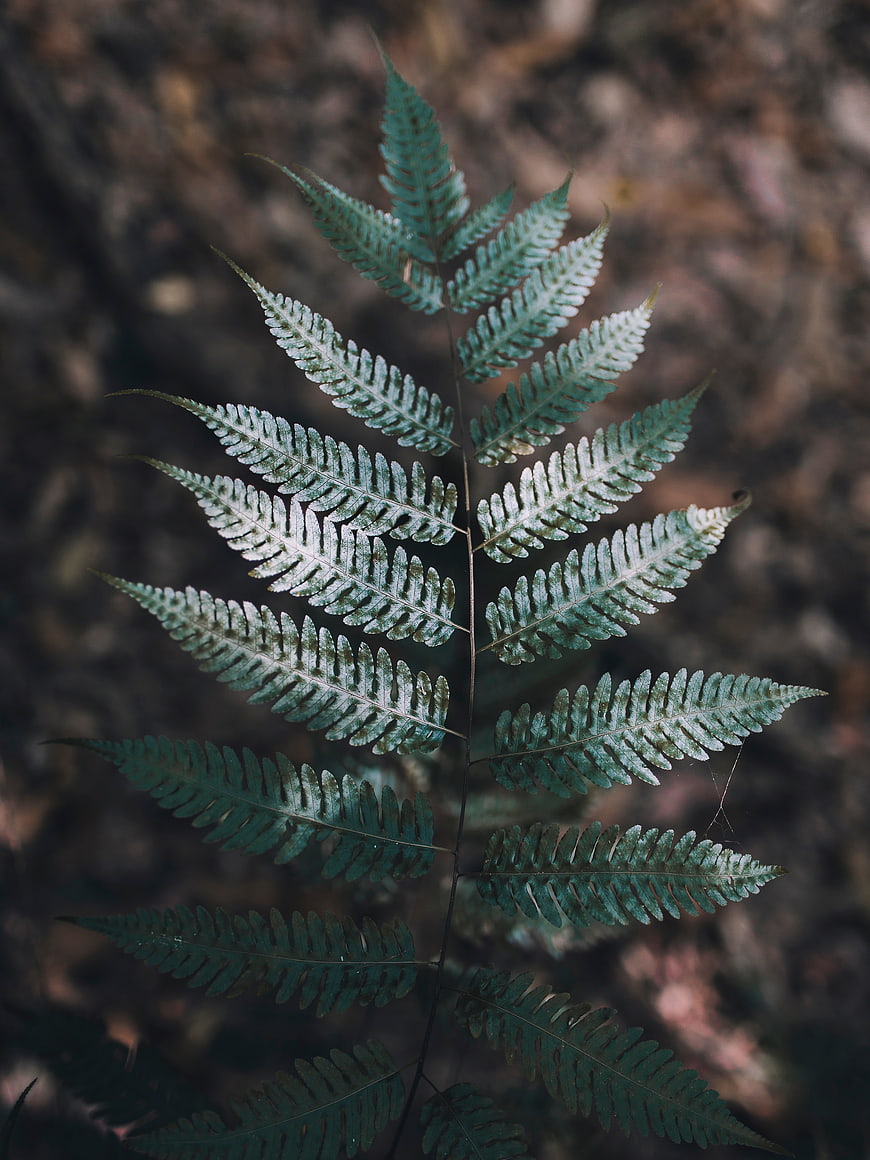 Close-up of a green fern frond against a blurred forest background