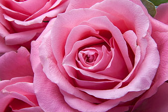 Close-up of a vibrant pink rose with detailed petals