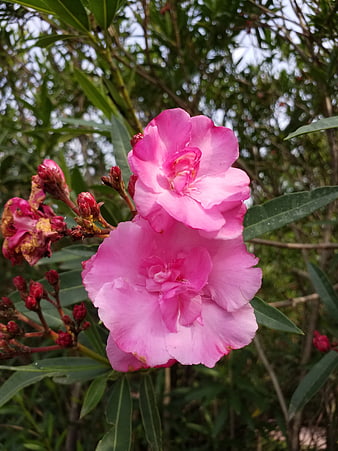 Close-up of vibrant pink oleander flowers with green leaves