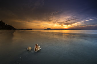 Seashells on wet sand at sunset with long exposure ocean