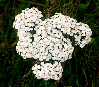 Cluster of White Yarrow Flowers in Natural Meadow Setting