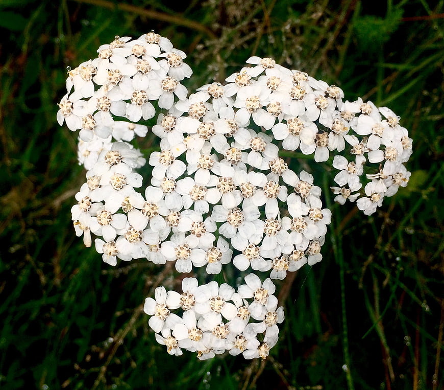 Cluster of White Yarrow Flowers in Natural Meadow Setting