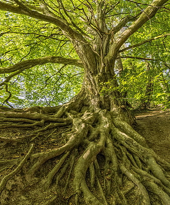 Low angle view of ancient beech tree roots and canopy