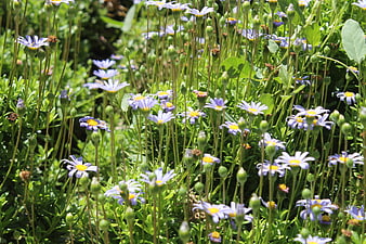 Vibrant purple daisies blooming in a sunny green garden