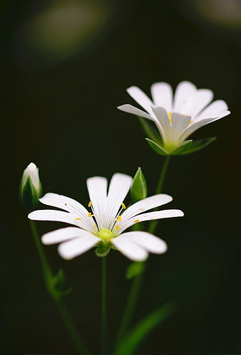 Close-up of delicate white flowers with yellow centers