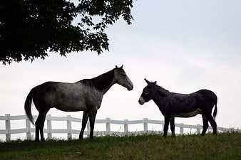 Gray Horse and Donkey Standing in Pasture